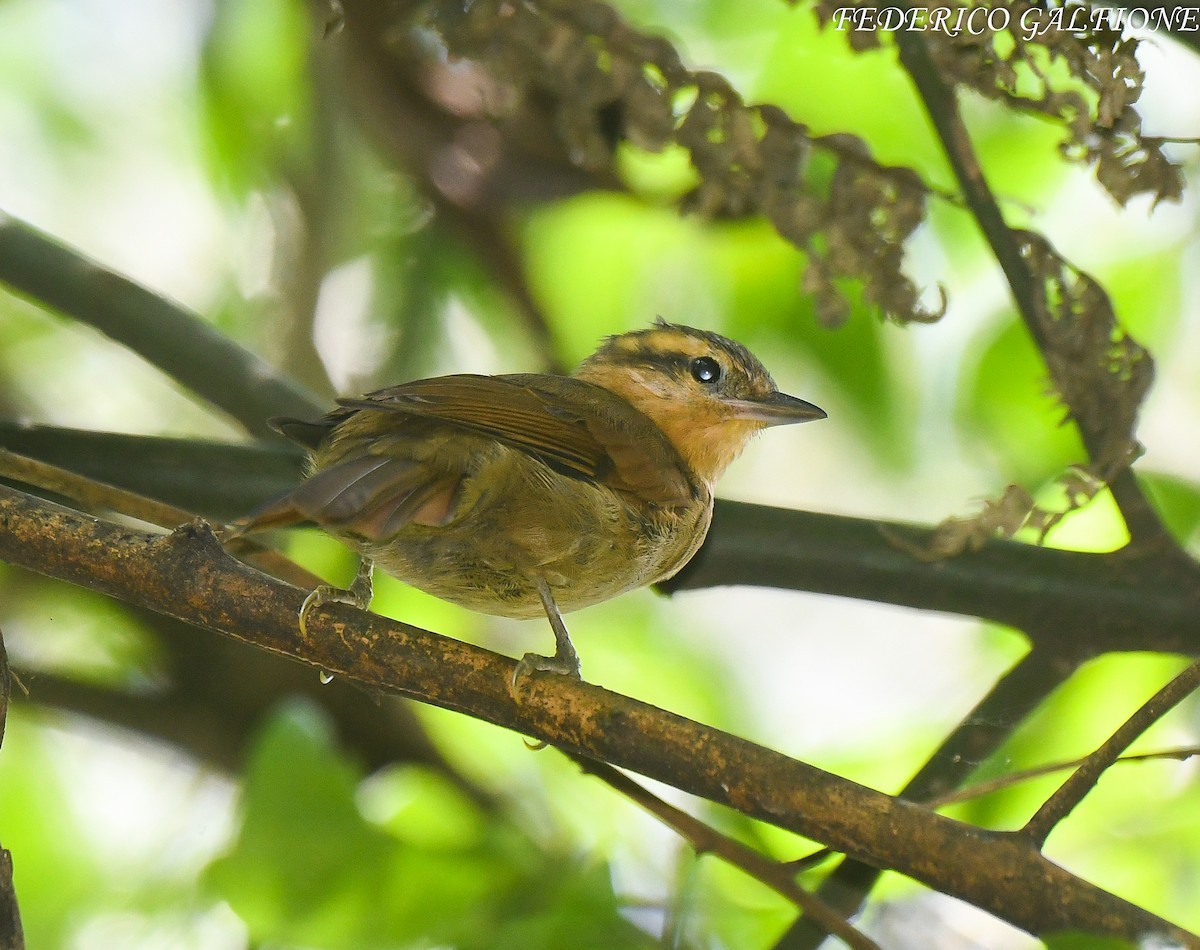 Ochre-breasted Foliage-gleaner - ML643282581