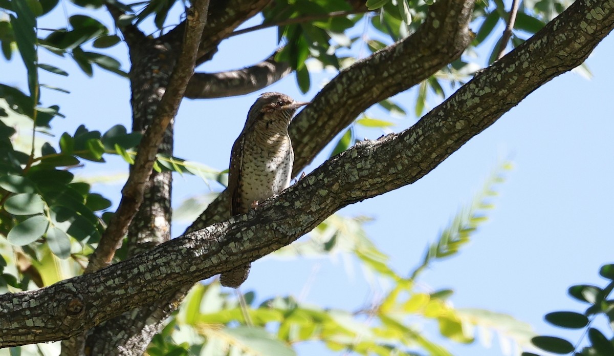 Eurasian Wryneck - ML643282603