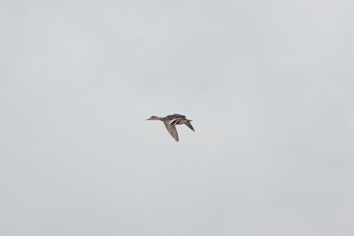 anatidé sp. (canard sp.) - ML643282617