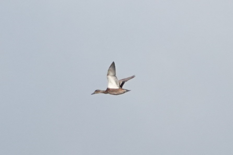 anatidé sp. (canard sp.) - ML643282622
