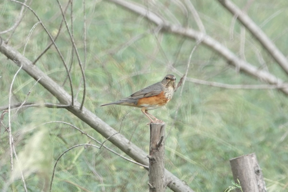 Gray-backed Thrush - ML643282629