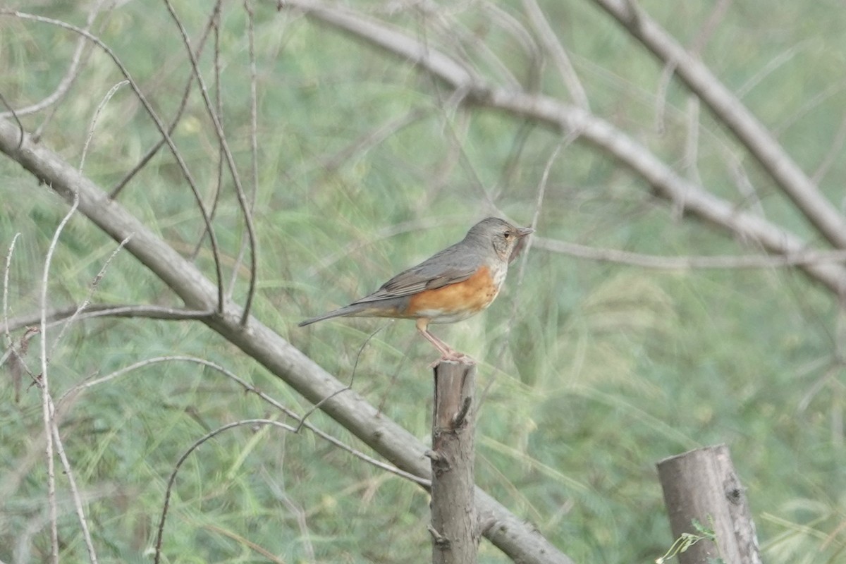 Gray-backed Thrush - ML643282631