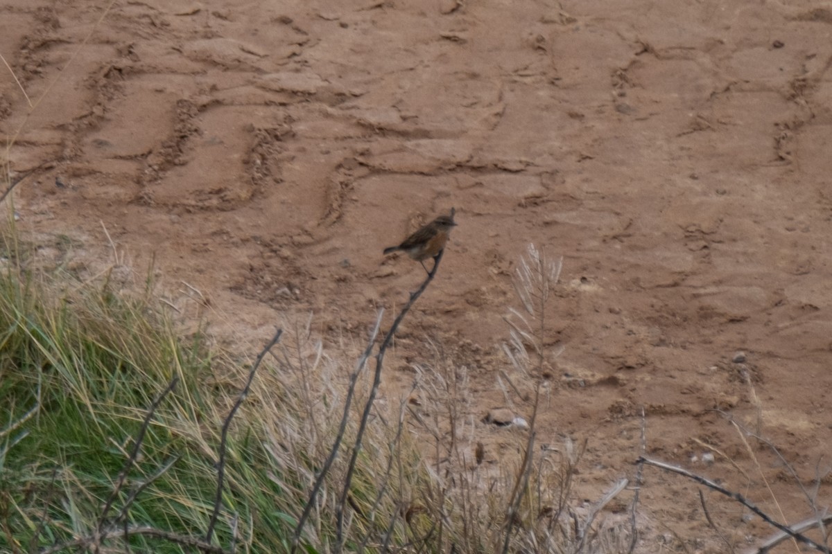 Whinchat - ML643282638
