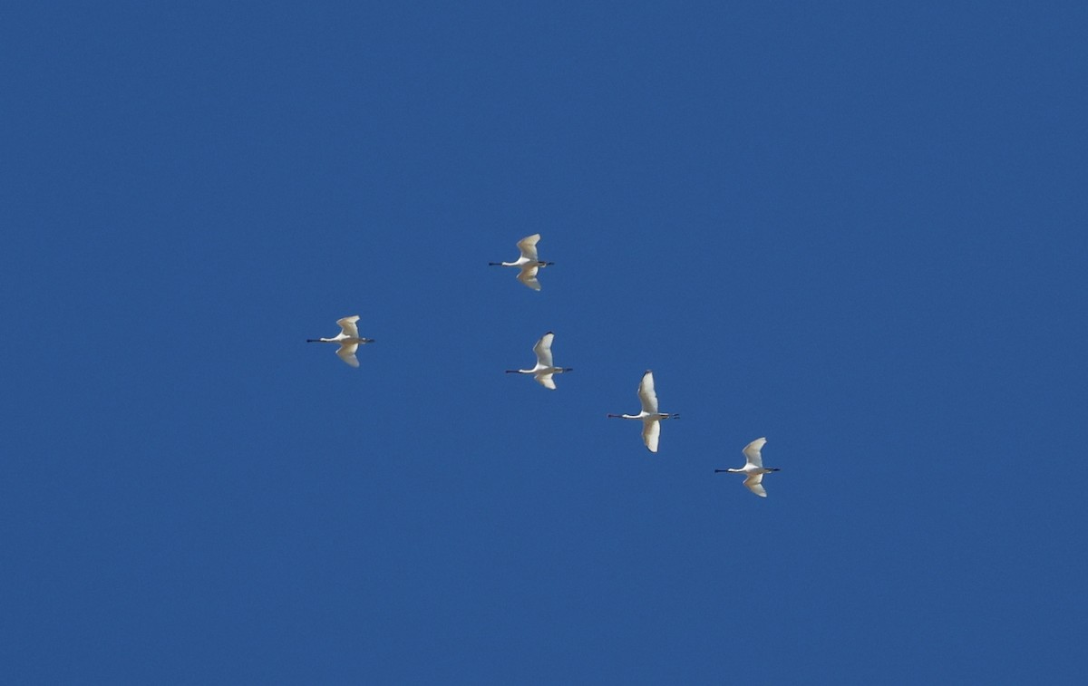 skjestork - ML643282645