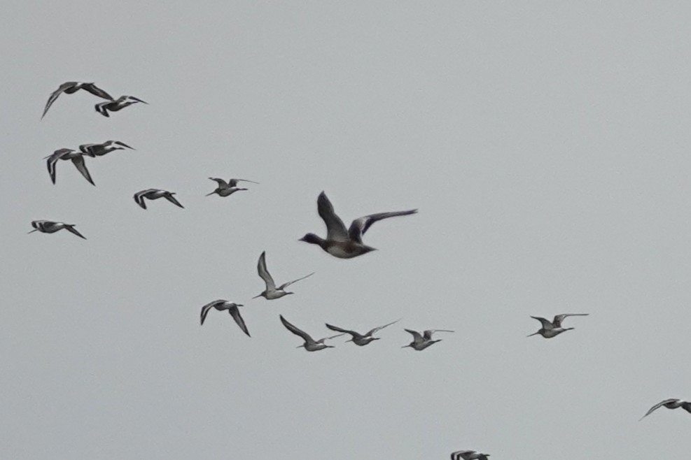anatidé sp. (canard sp.) - ML643282659
