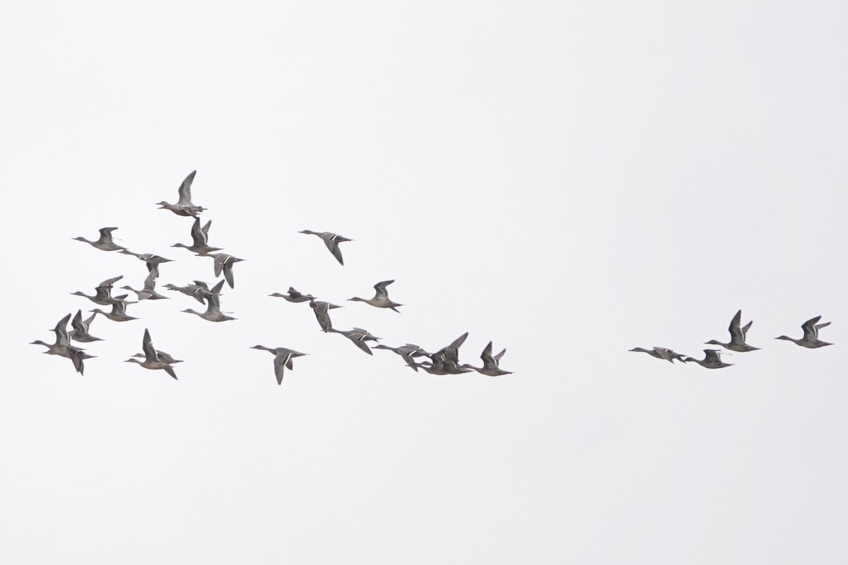 anatidé sp. (canard sp.) - ML643282667