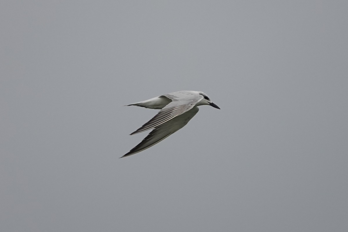 ハシブトアジサシ - ML643282668