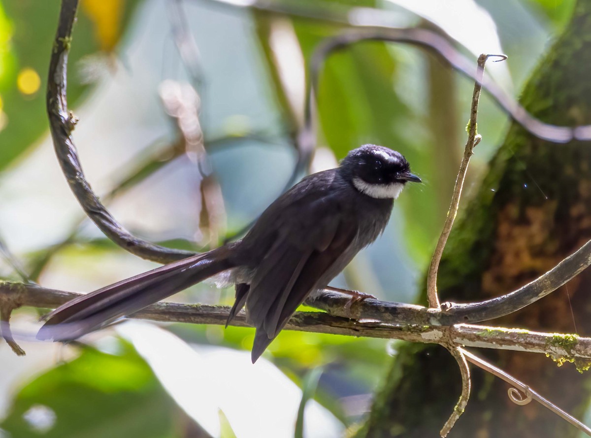 White-throated Fantail - ML643282673