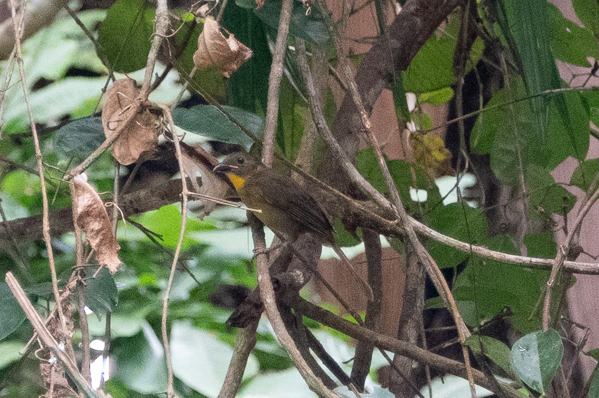 Red-throated Ant-Tanager - ML643282676