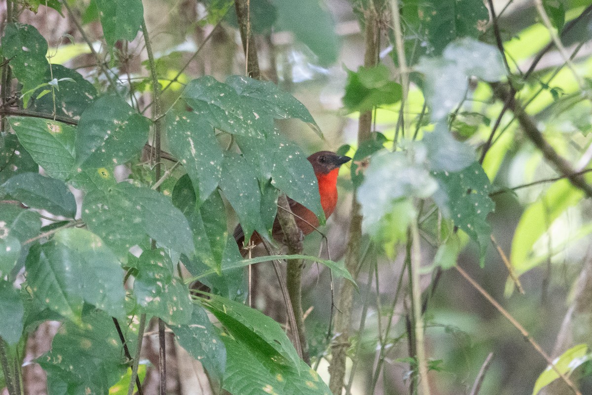 Red-throated Ant-Tanager - ML643282682