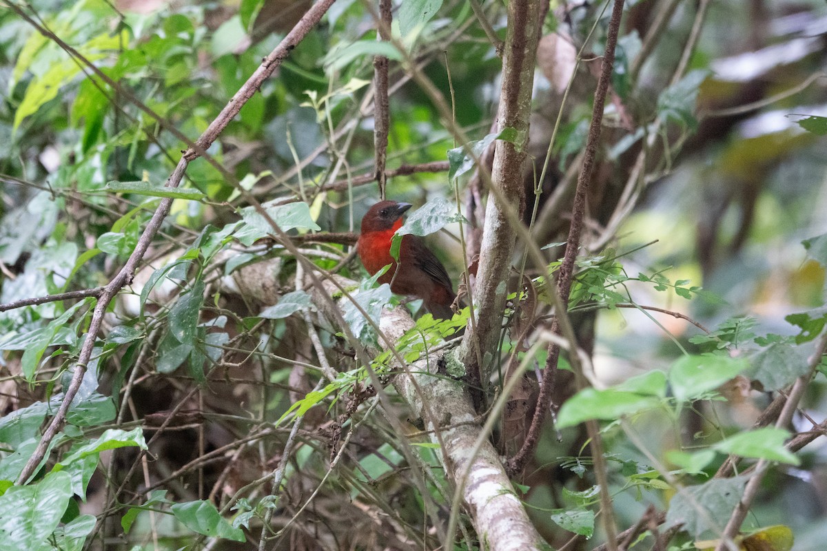 Red-throated Ant-Tanager - ML643282683