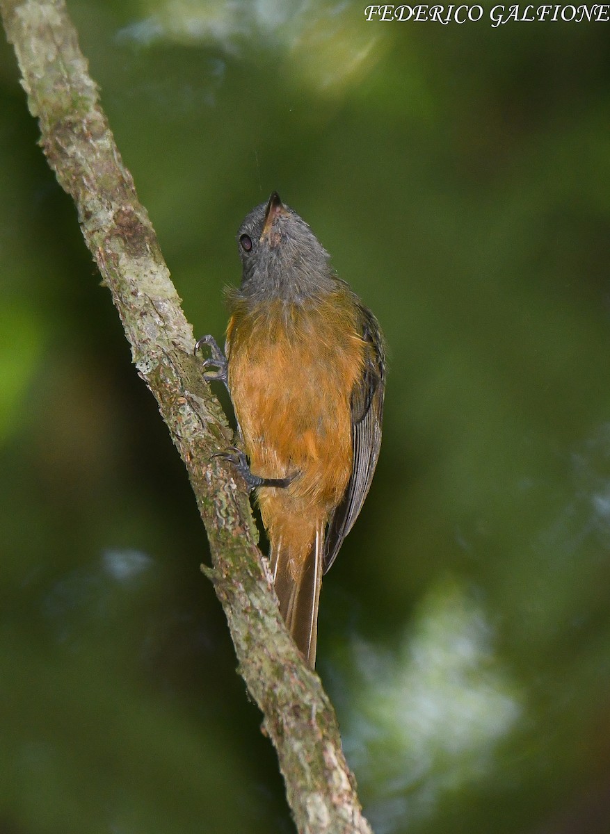 Gray-hooded Flycatcher - ML643282684