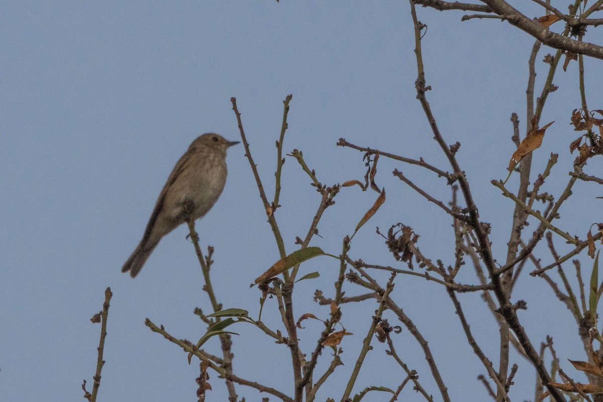 Бөртөт намнаахай - ML643282685