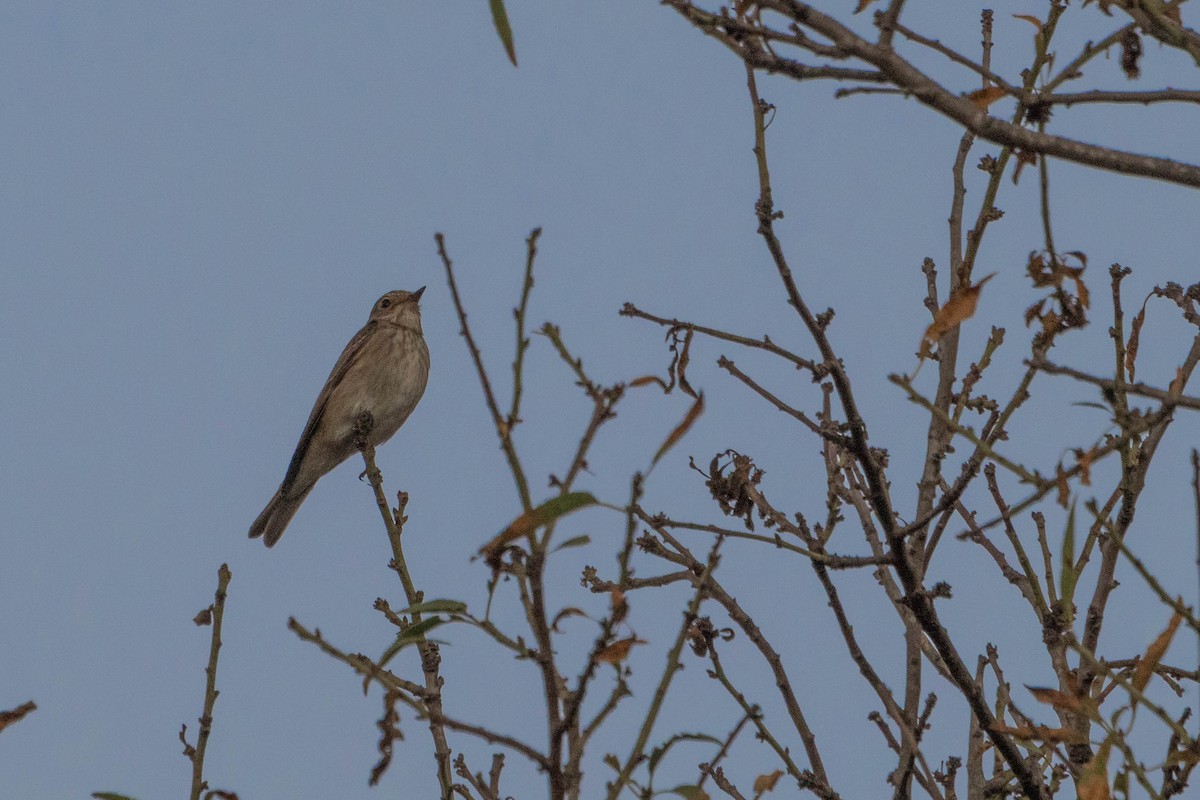 Бөртөт намнаахай - ML643282686