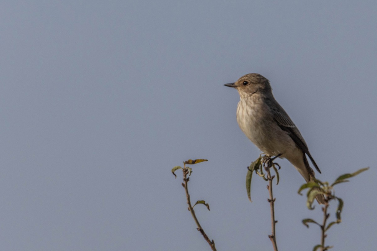 Бөртөт намнаахай - ML643282687