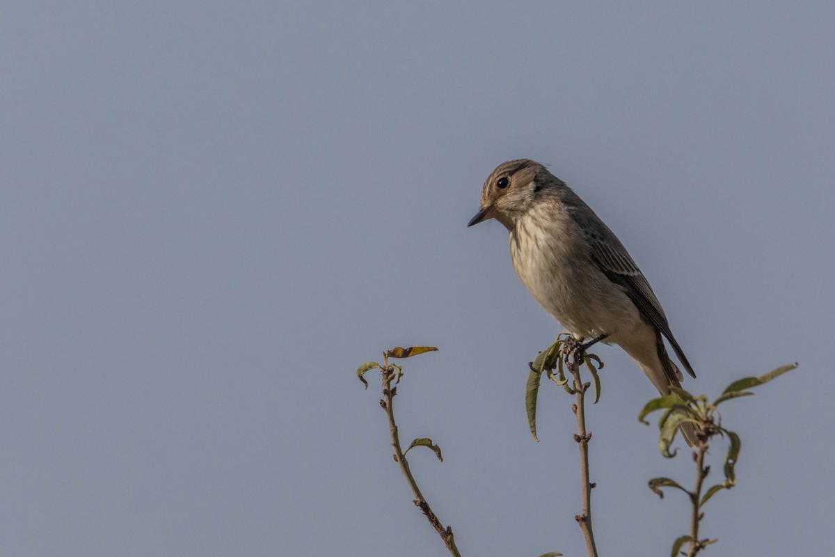 Бөртөт намнаахай - ML643282688