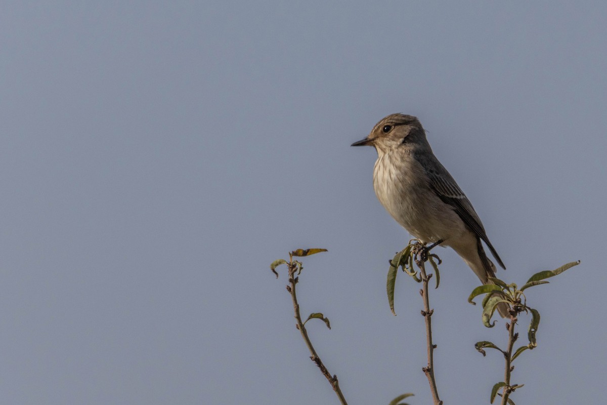 Бөртөт намнаахай - ML643282689