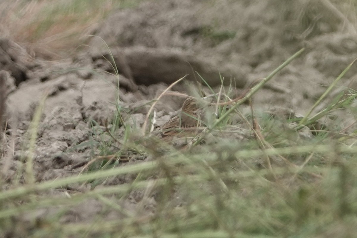 Richard's Pipit - ML643282730