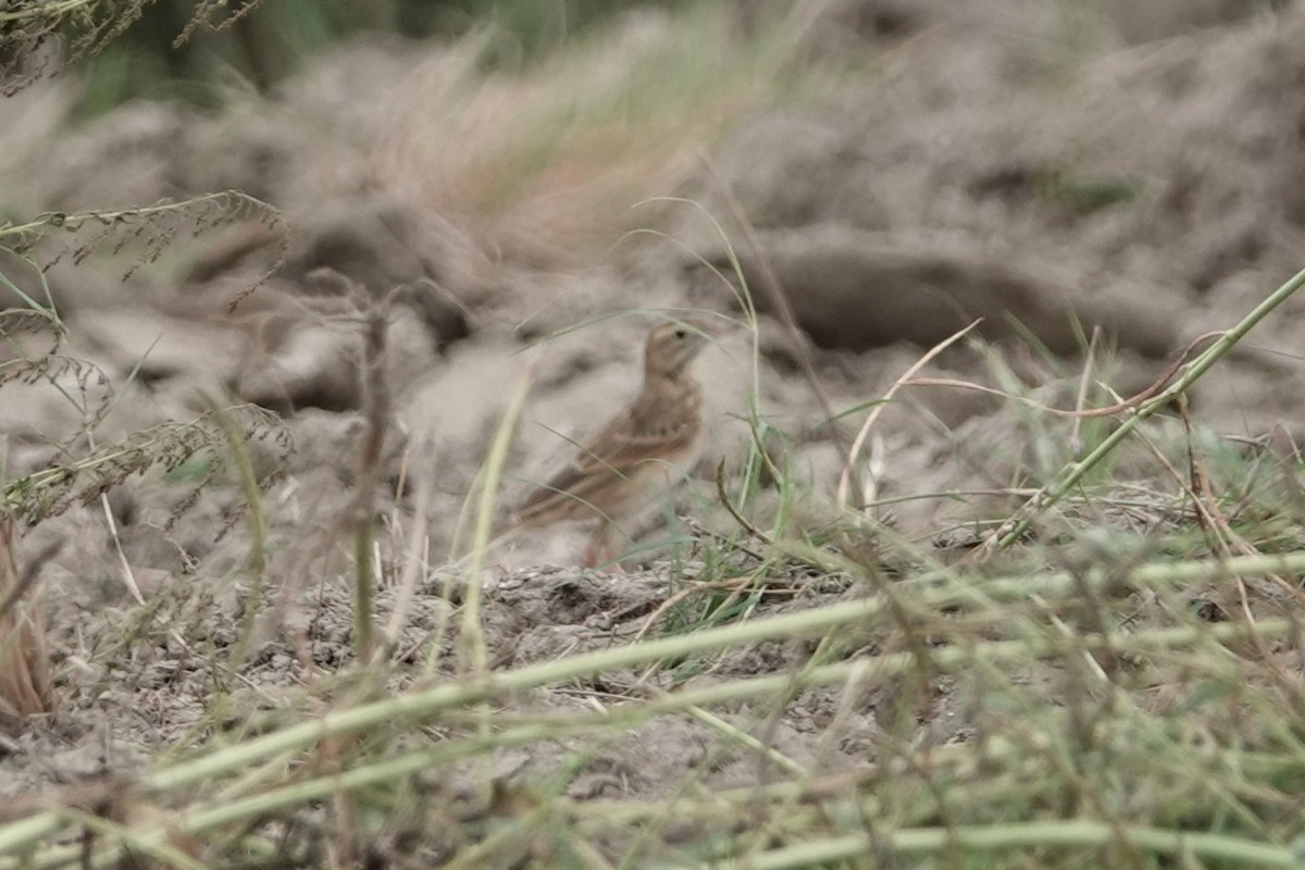 Richard's Pipit - ML643282731