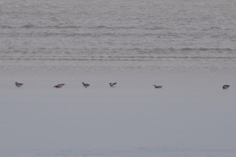 anatidé sp. (canard sp.) - ML643282750