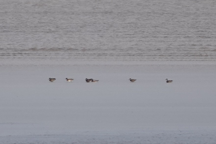 anatidé sp. (canard sp.) - ML643282763