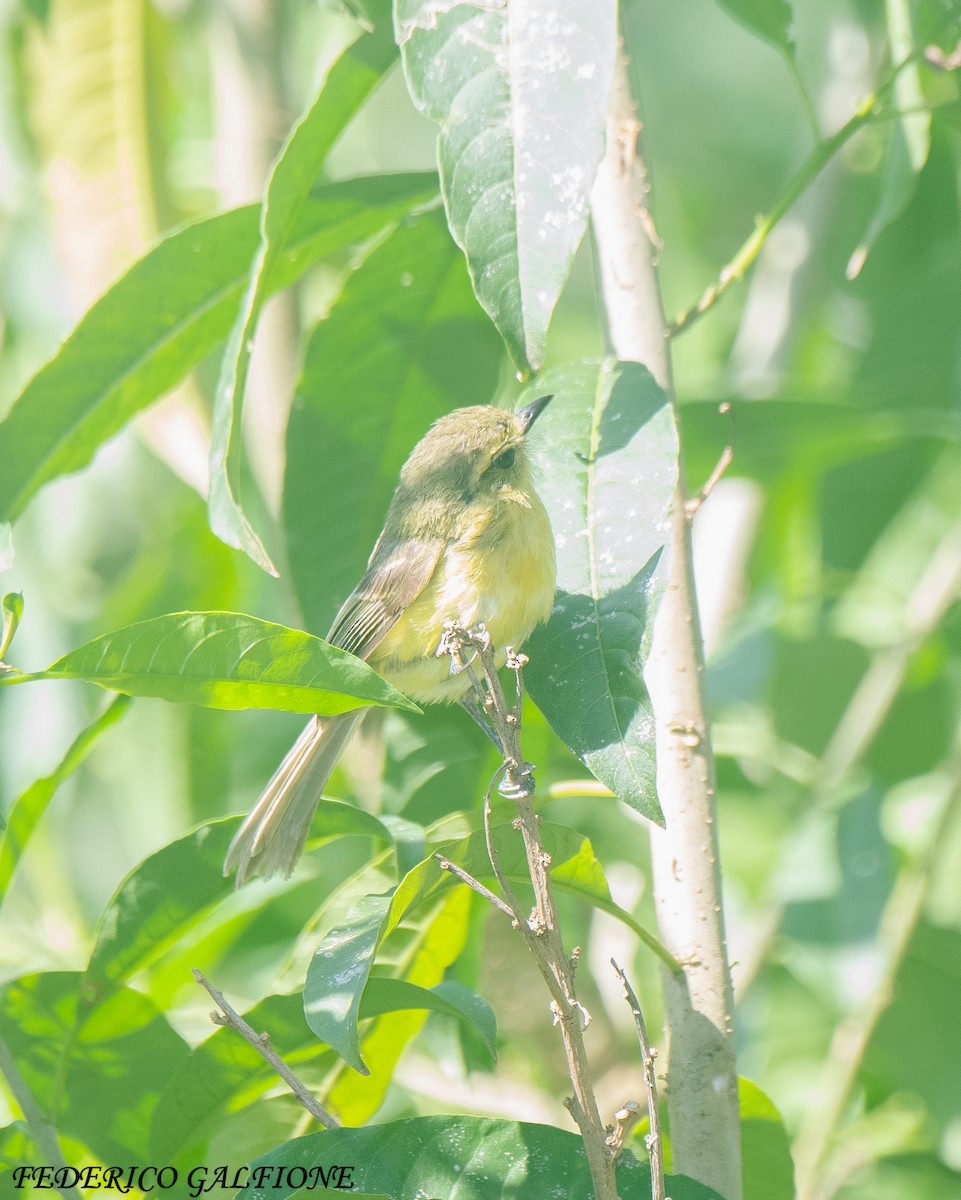 Yellow Tyrannulet - ML643282772
