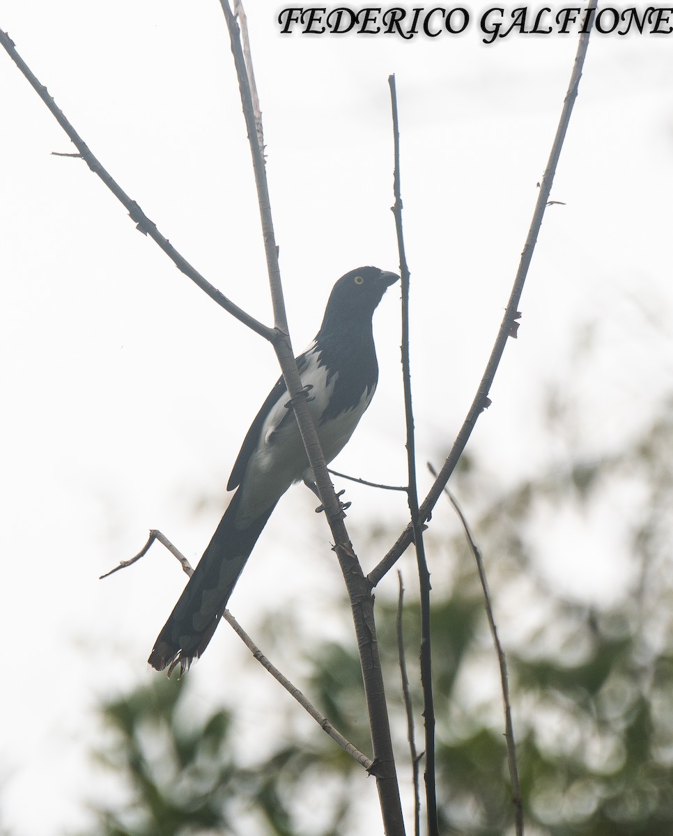 Magpie Tanager - ML643282782