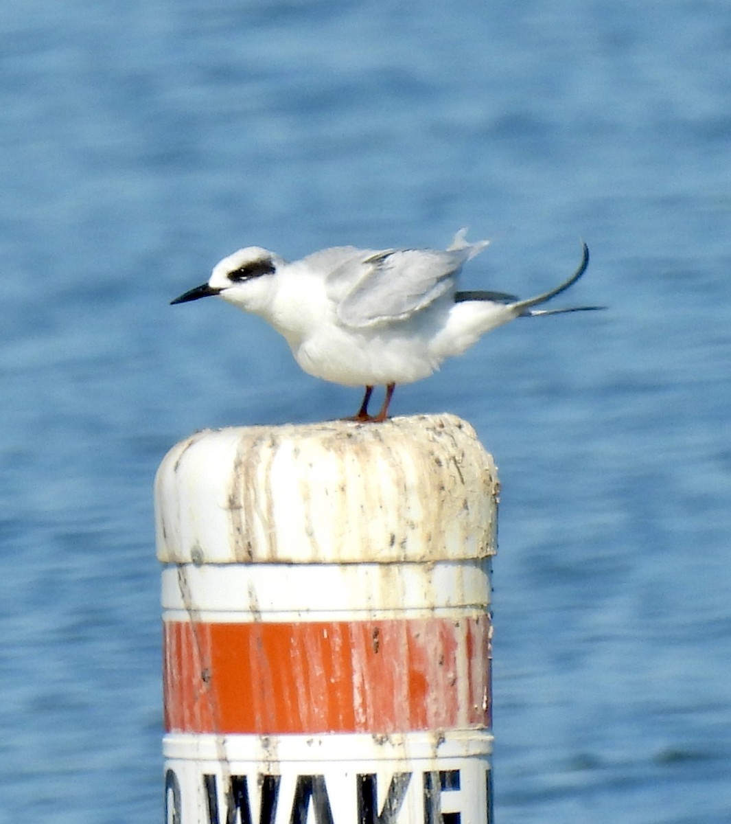Forster's Tern - Christopher Daniels