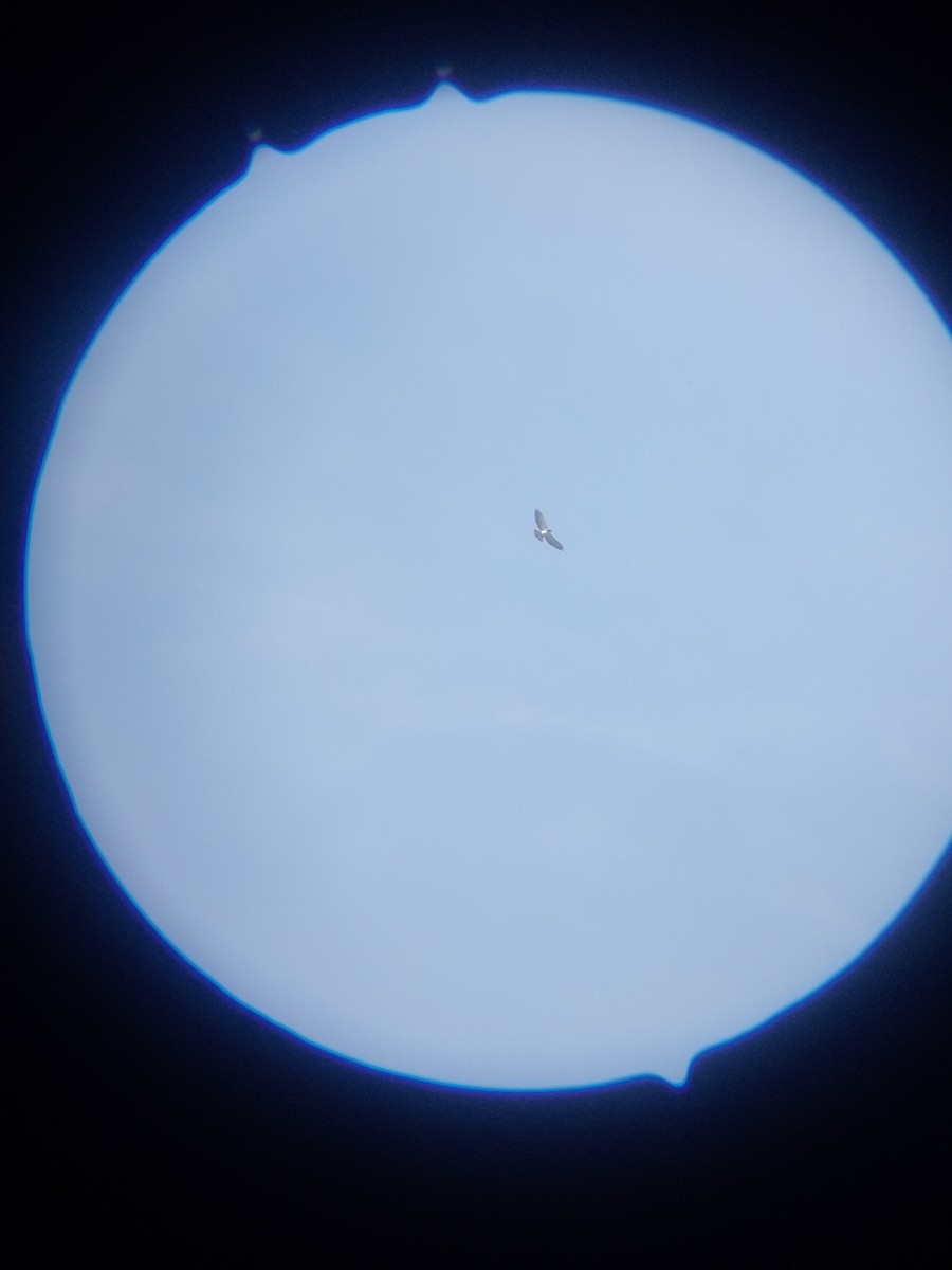 Short-tailed Hawk - ML643282785