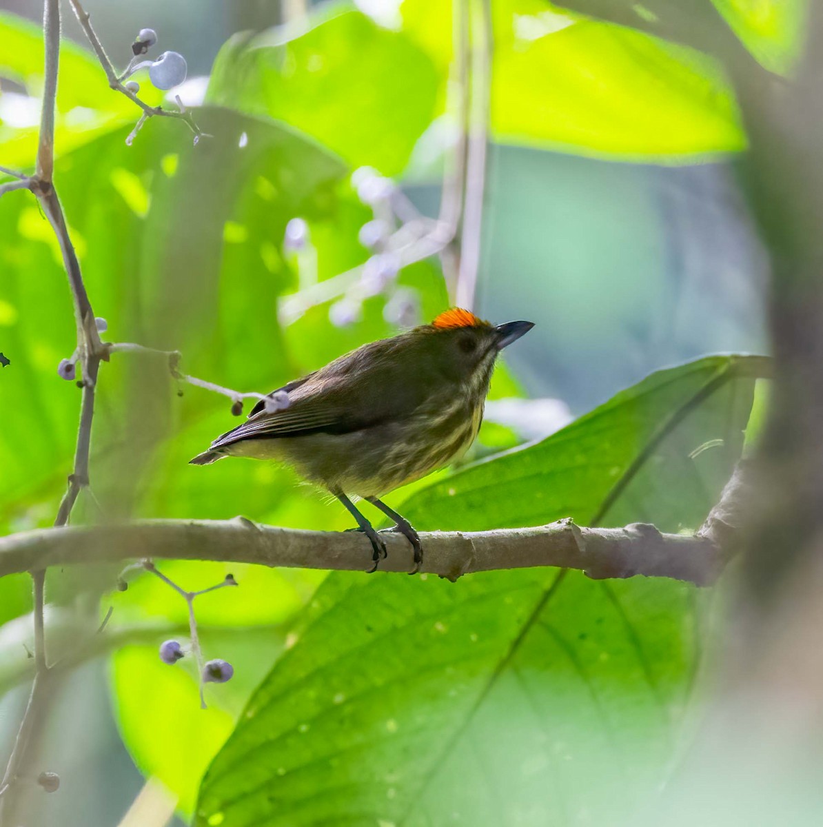 Yellow-breasted Flowerpecker - ML643282788