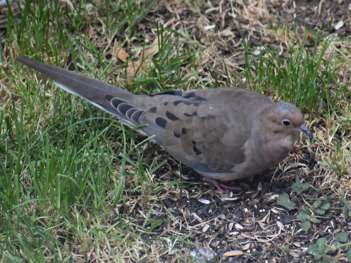 Mourning Dove - ML643282794
