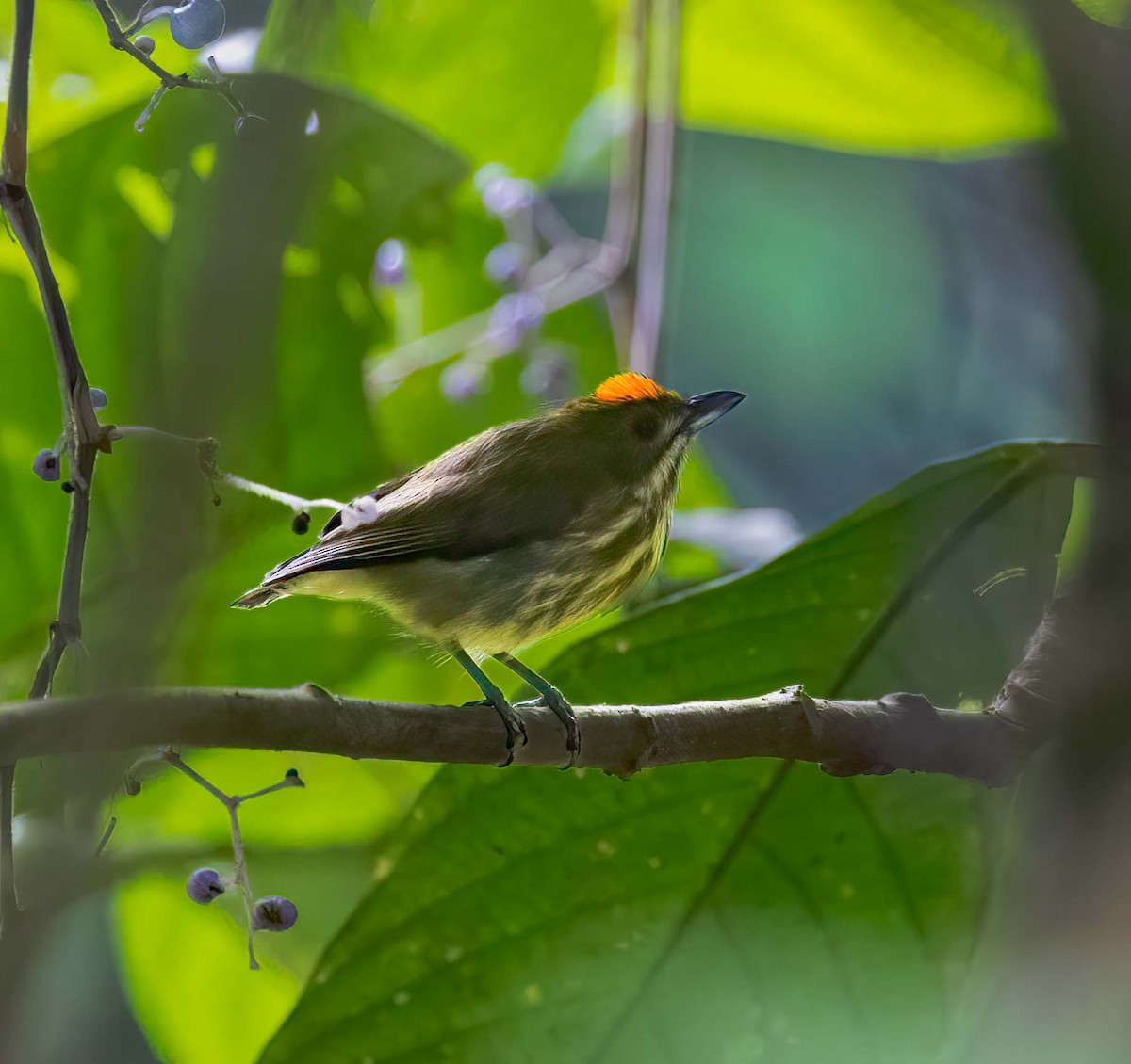 Yellow-breasted Flowerpecker - ML643282800