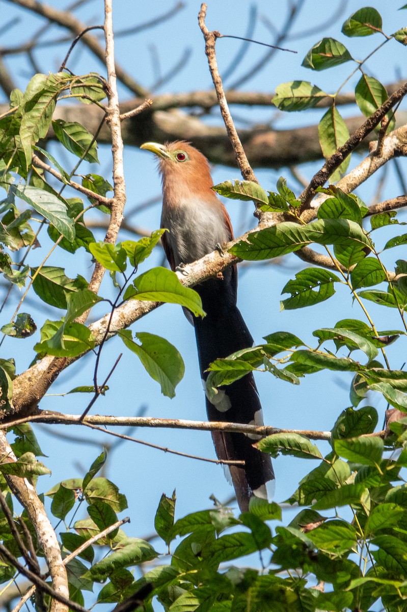 Squirrel Cuckoo - ML643282801