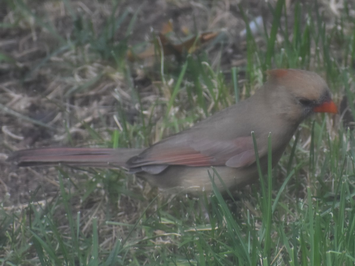 Northern Cardinal - ML643282818