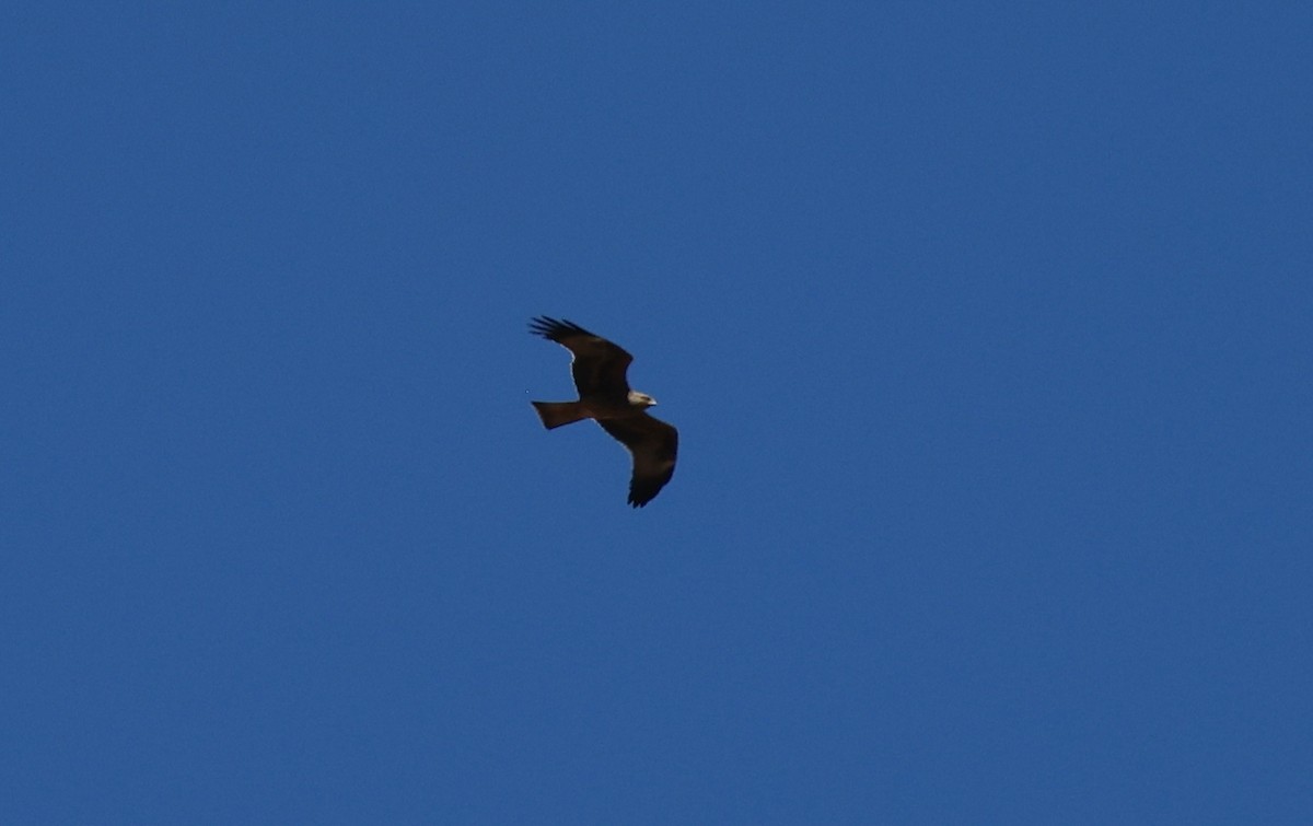 Black Kite - ML643282835
