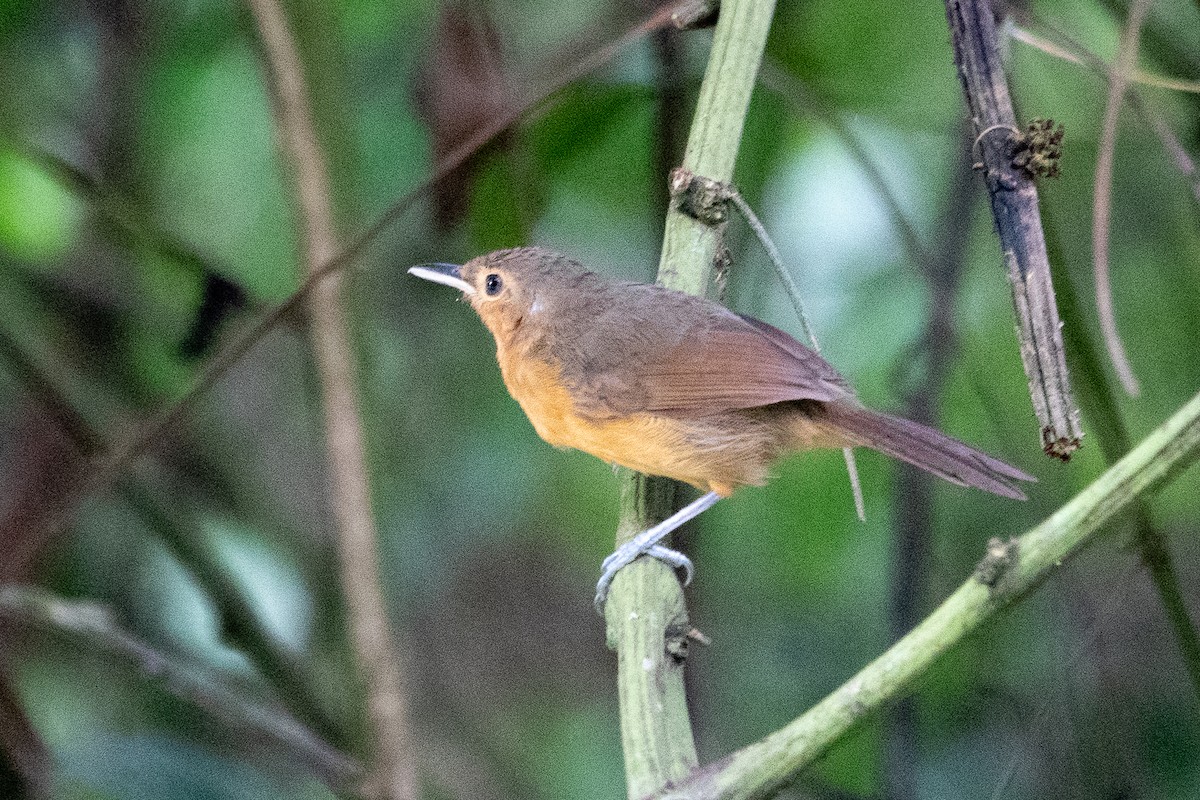 Dusky Antbird - ML643282848