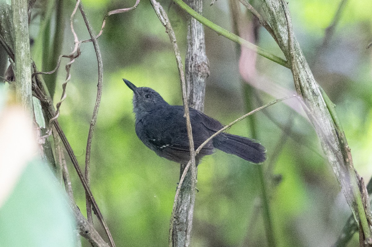 Dusky Antbird - ML643282849