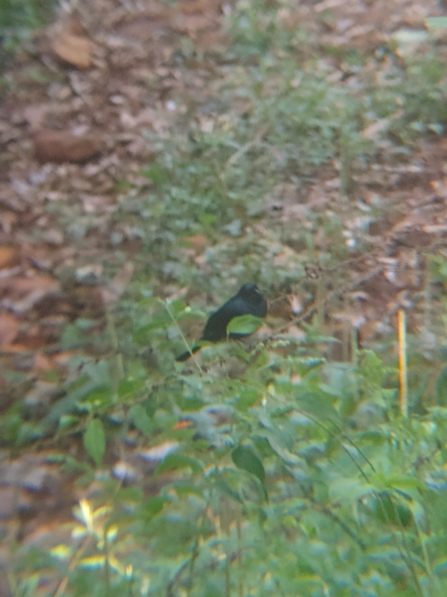 Ruby-crowned Tanager - ML643282851