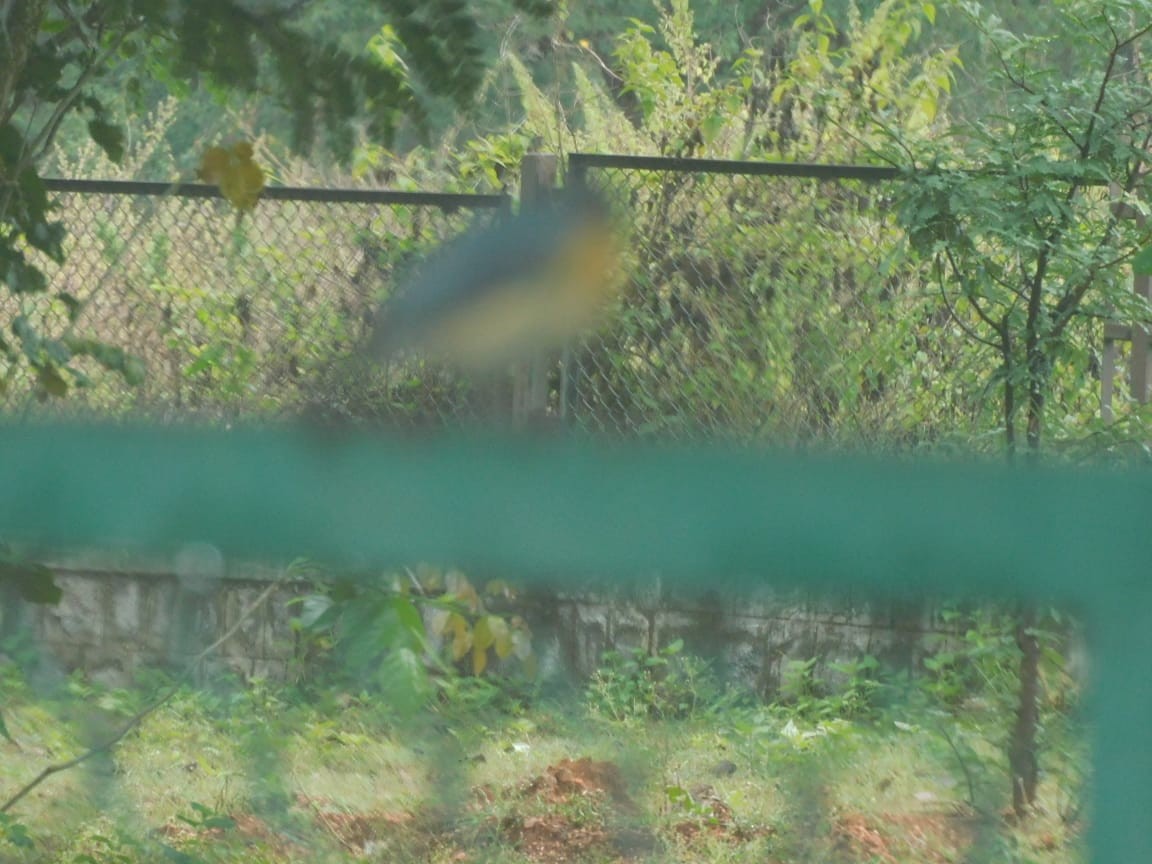 Tickell's Blue Flycatcher - ML643282852