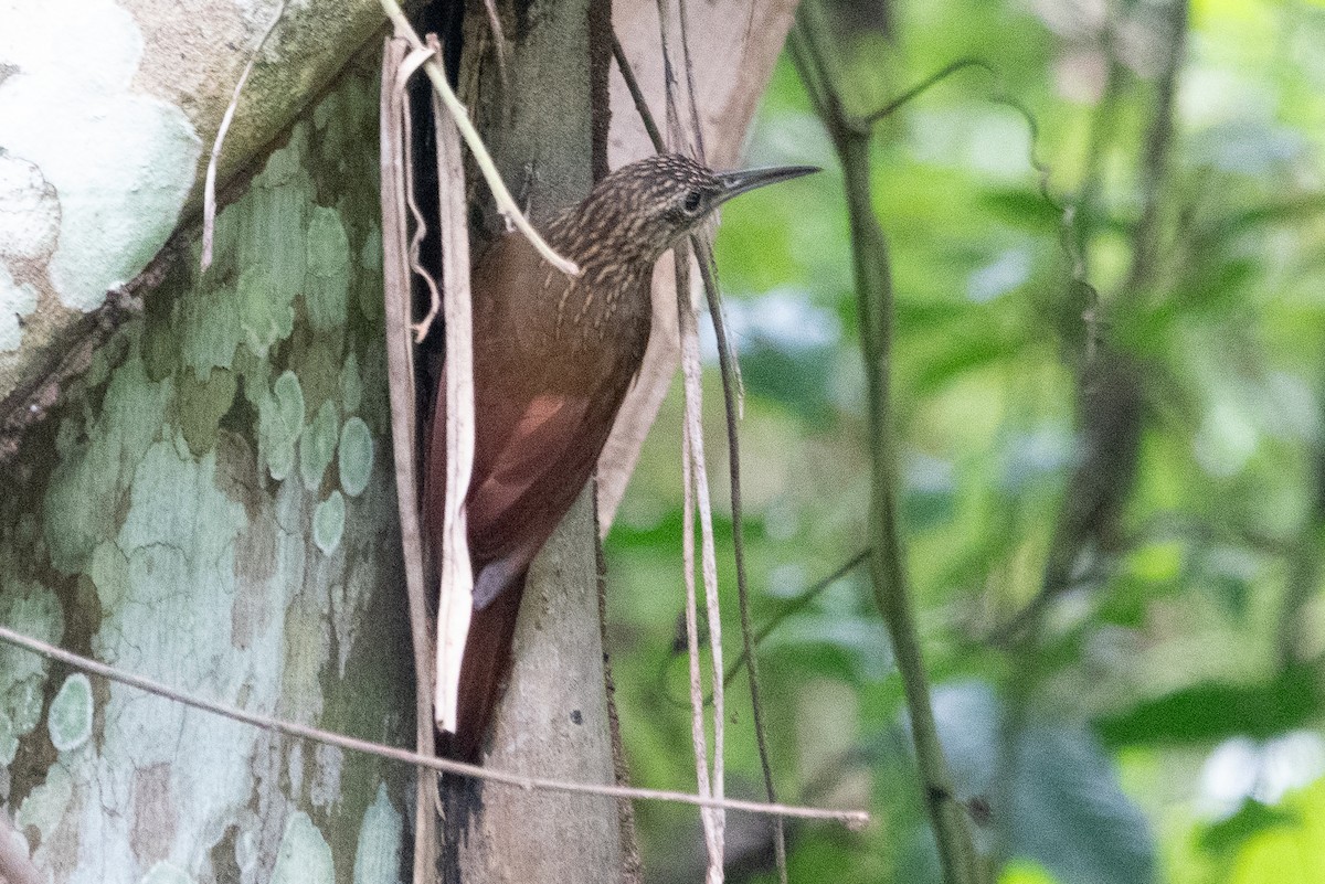 Cocoa Woodcreeper - ML643282872