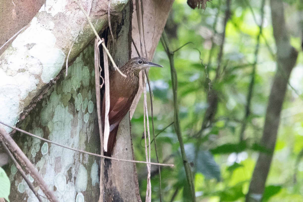 Cocoa Woodcreeper - ML643282873