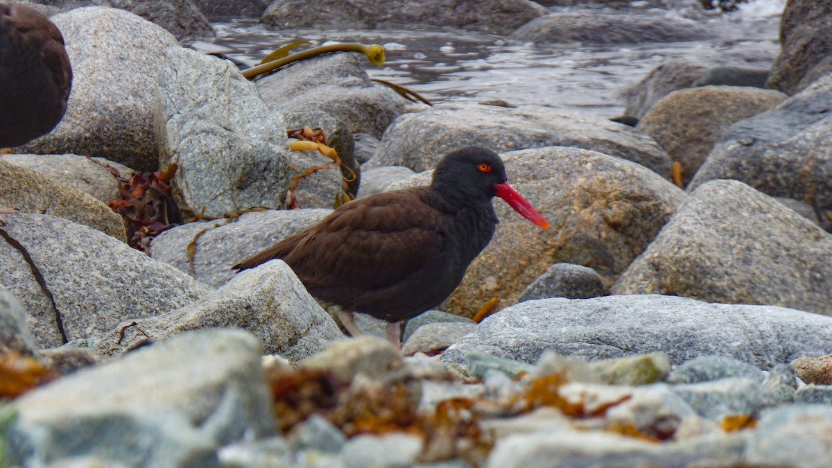 Blackish Oystercatcher - ML643282917