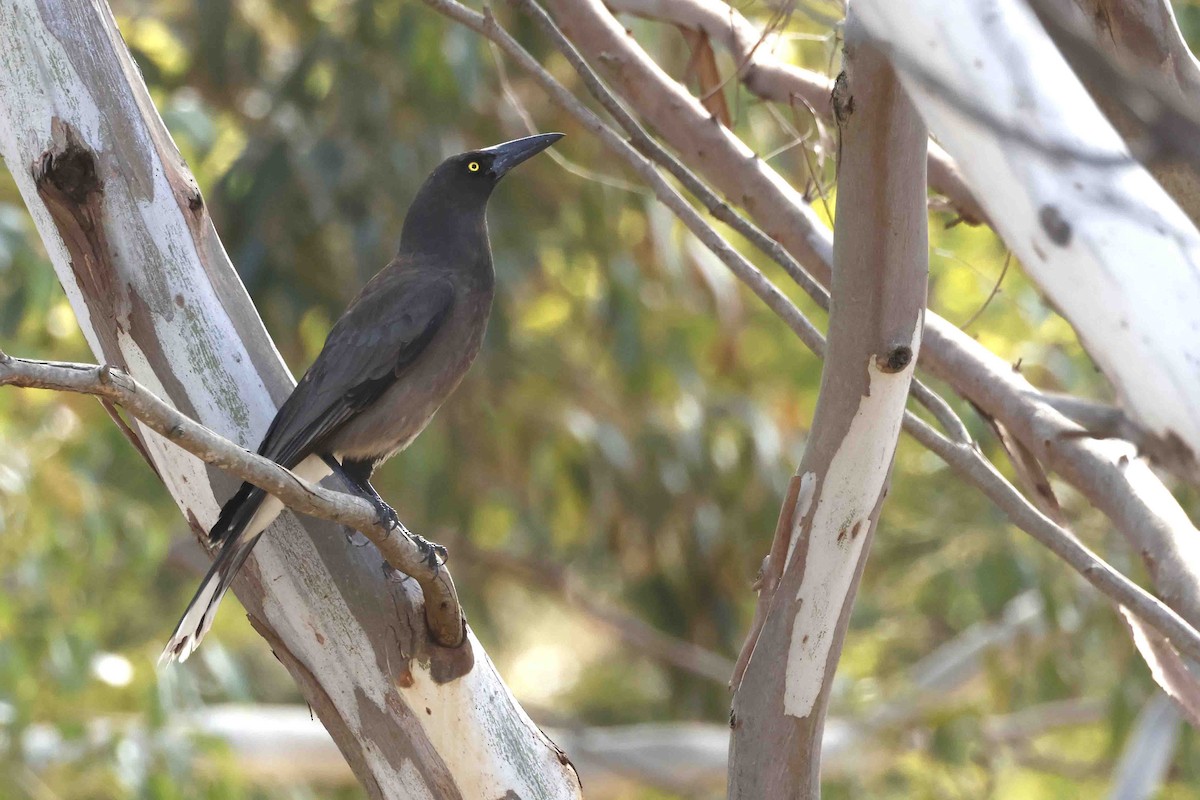 Gray Currawong - ML643282918