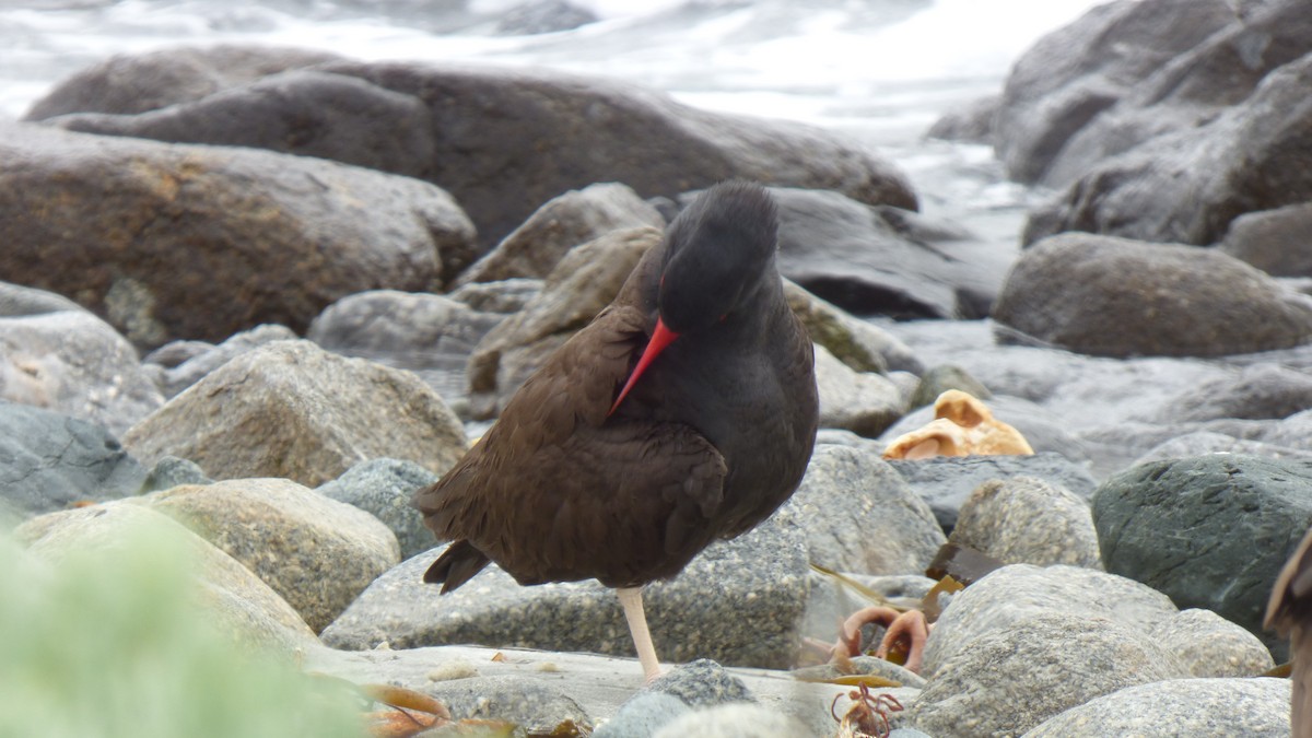 Blackish Oystercatcher - ML643282931