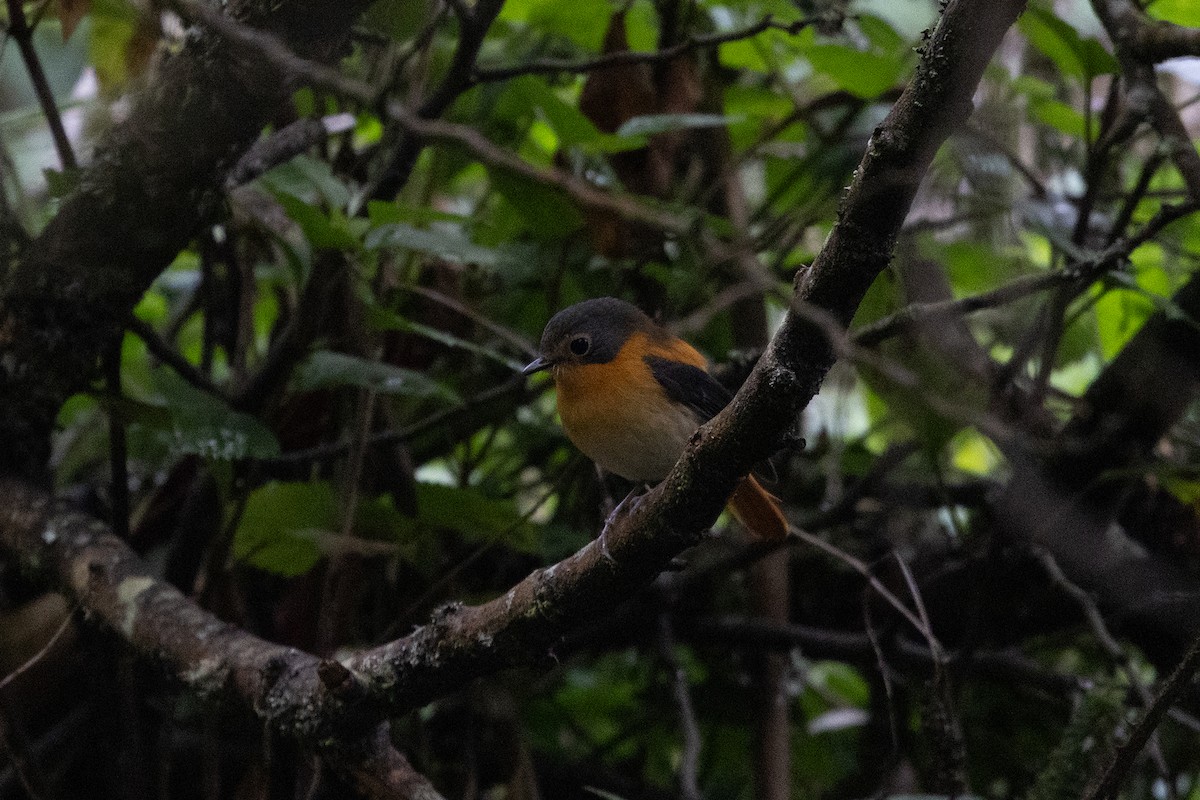 Black-and-orange Flycatcher - ML643282932