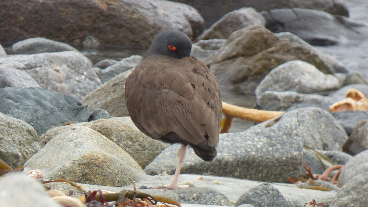 Blackish Oystercatcher - ML643282937