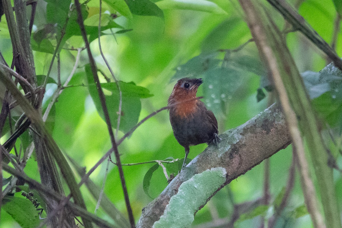 Song Wren - ML643282948