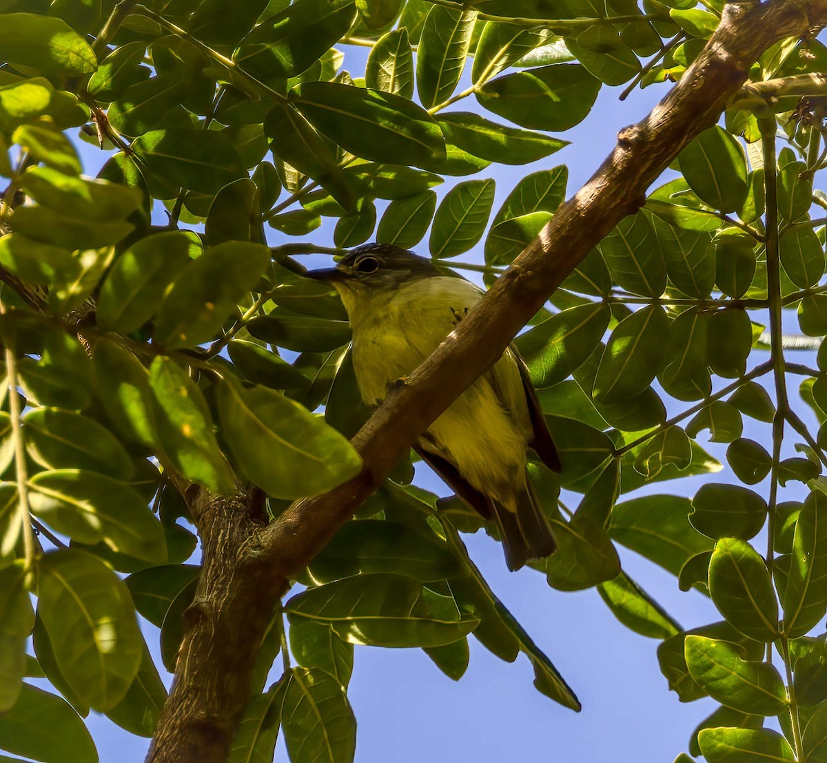 Pygmy Heleia - ML643282949