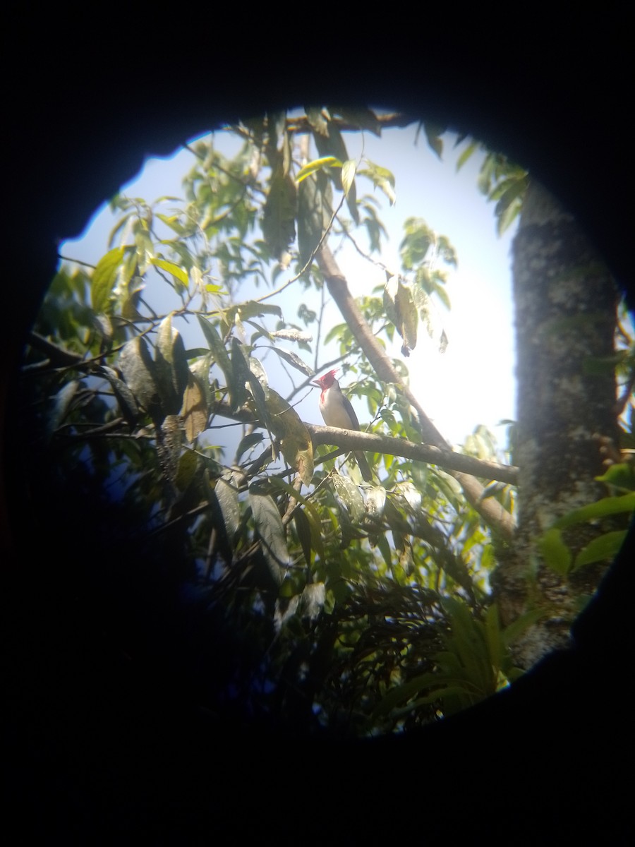 Red-crested Cardinal - ML643282959