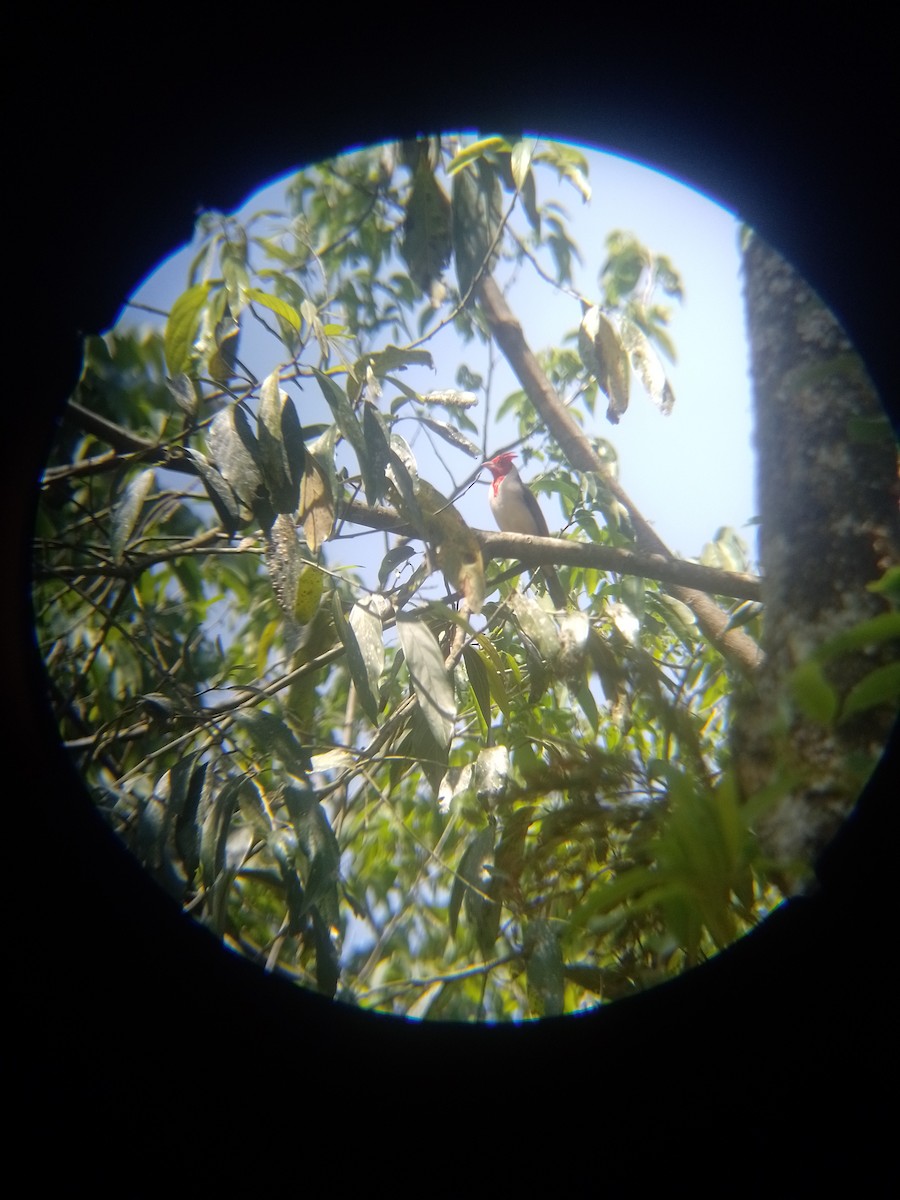 Red-crested Cardinal - ML643282960